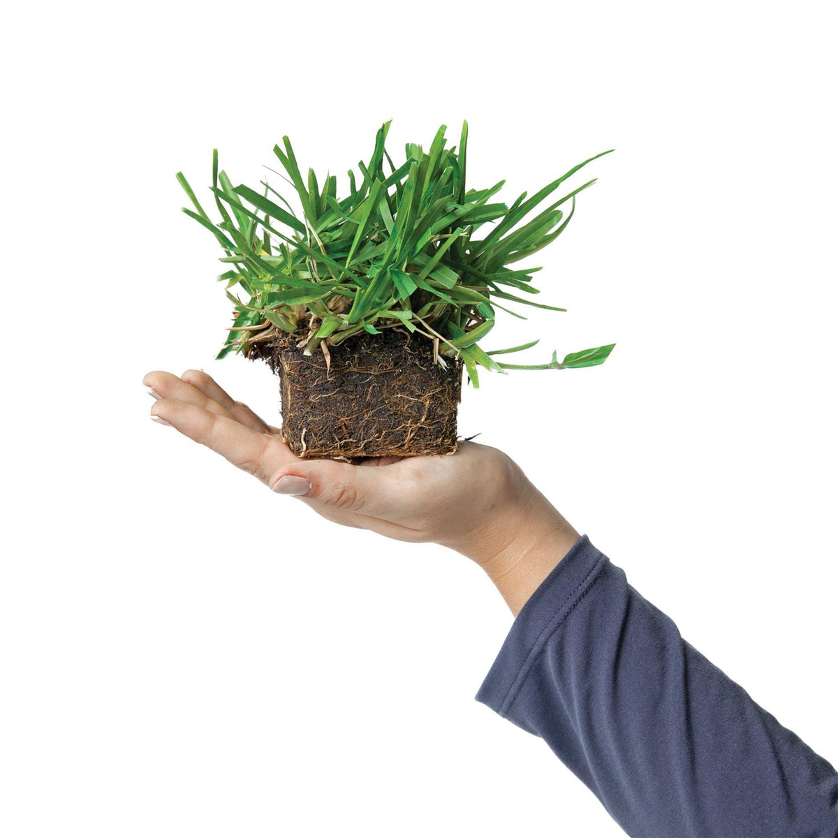SodPods St. Augustine Grass Plugs - 2 8-Count Packs