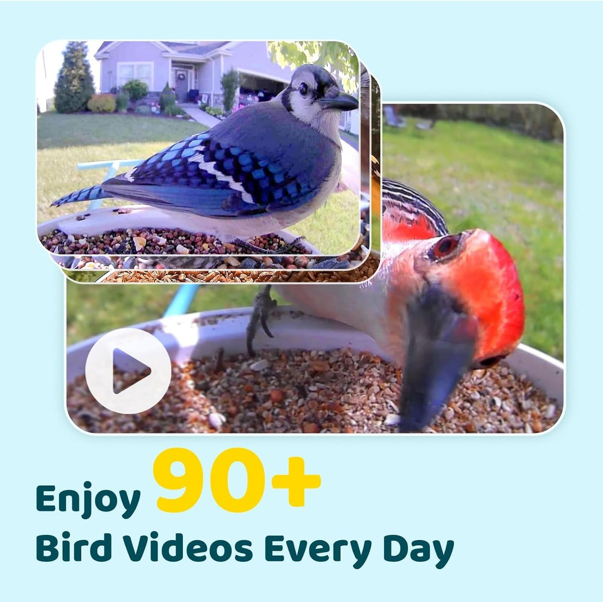 NETVUE by Birdfy Smart Bird Feeder With Camera, Solar Power, 1.5L
