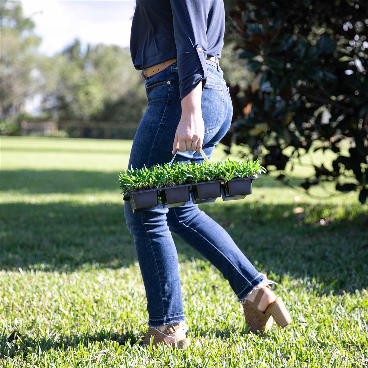 SodPods St. Augustine Grass Plugs - 2 8-Count Packs